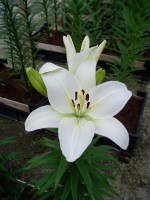 [1706 Merente VH No01.JPG]